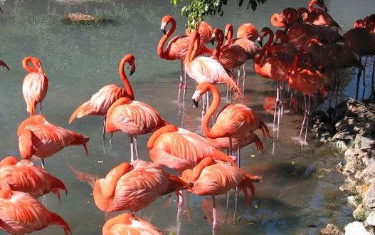 Flamingos
